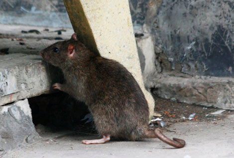 Phát hiện chuột cống mang virút gây suy thận - 2