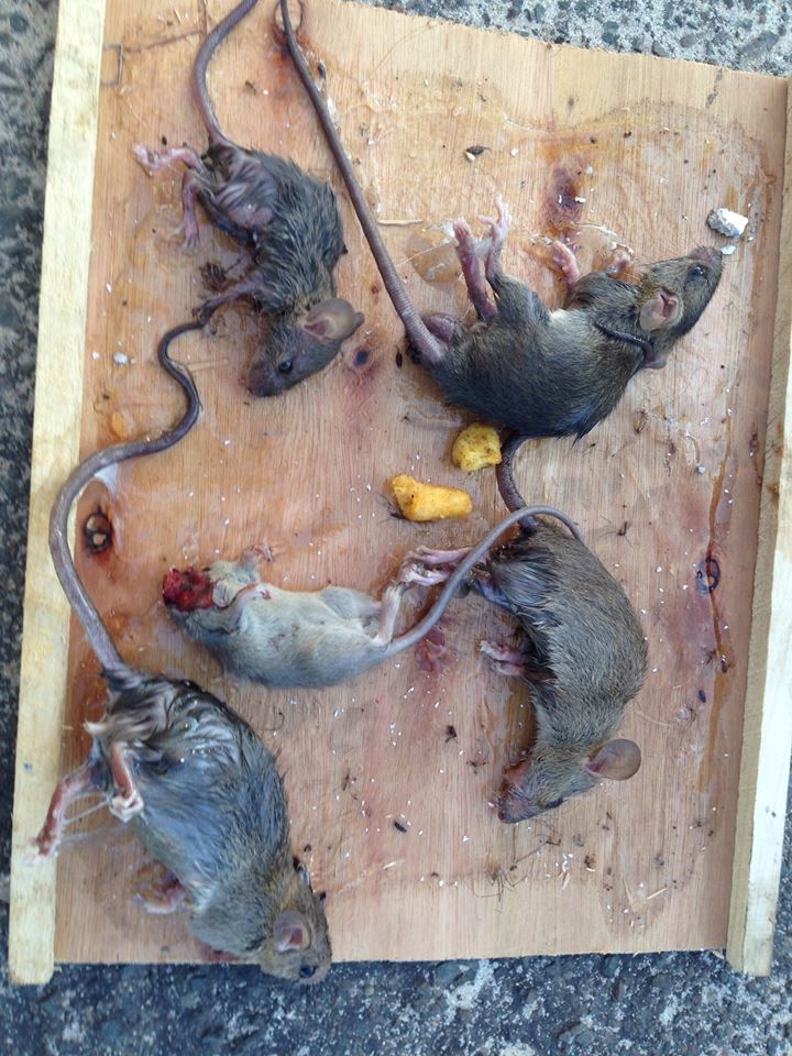Chuột là loài truyền bệnh nguy hiểm năm 2016