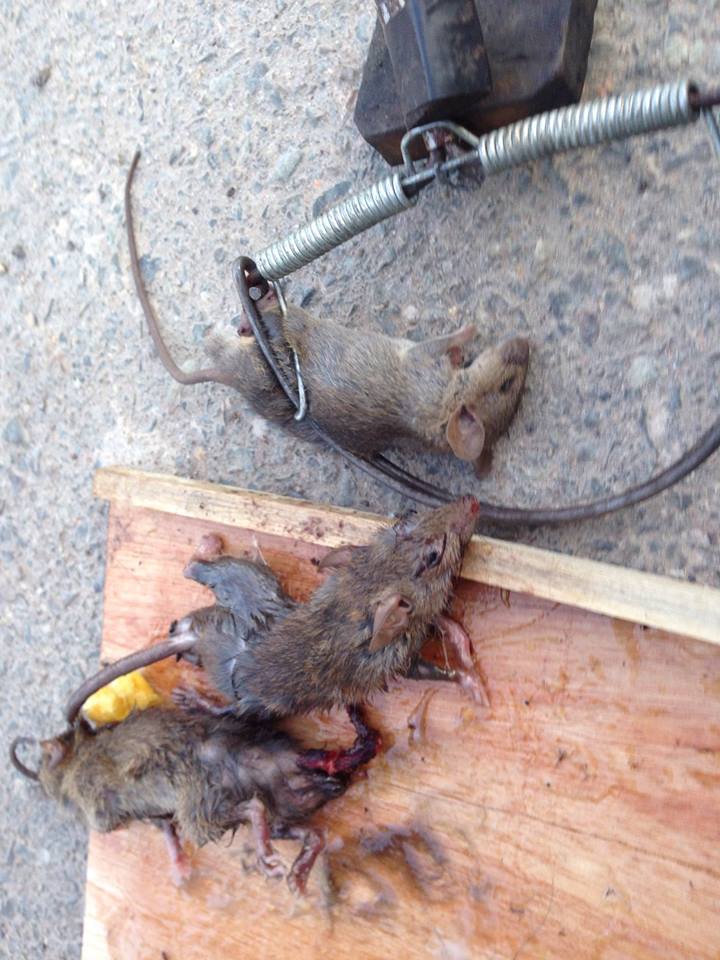 Động vật chuột với tác hại khủng khiếp năm 2016