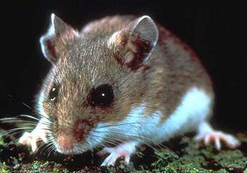Giới thiệu 9 cách diệt chuột hữu hiệu nhất