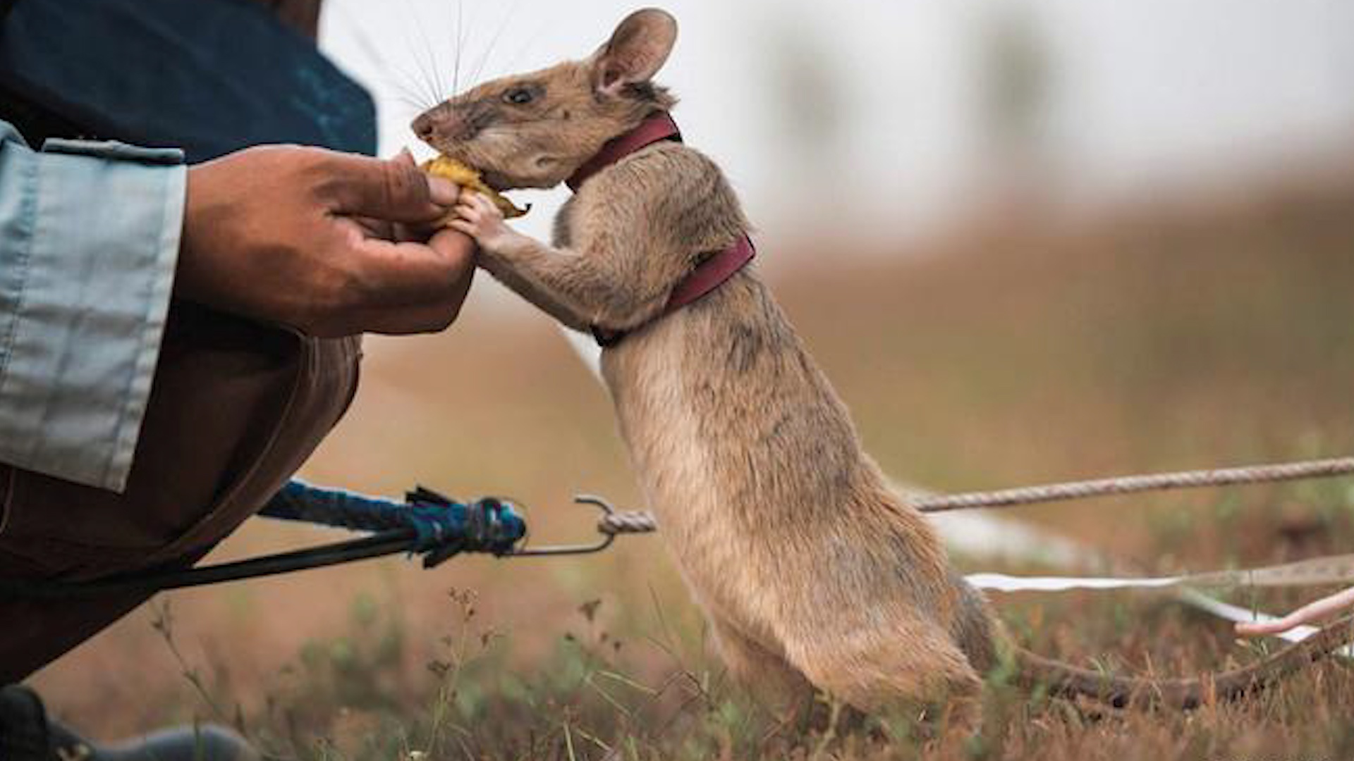 Magawa là một thành viên của bầy chuột được nuôi với mục đích dò tìm mìn trên mặt đất