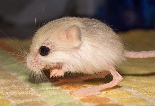Chuột là loài vật thí nghiệm lý tưởng, diệt chuột trong phòng thí nghiệm