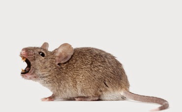 Có 4 yếu tố ảnh hưởng đến sự phát triển của loài chuột