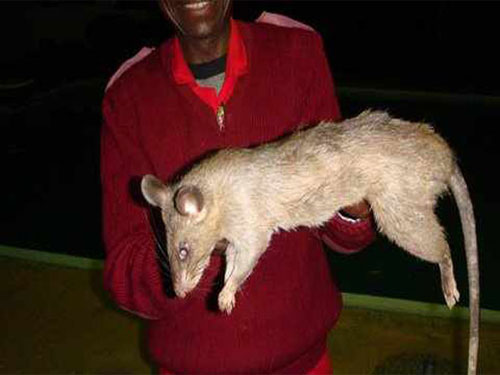 Loại chuột khổng lồ đe dọa đối với nhiều người nghèo ở Nam Phi
