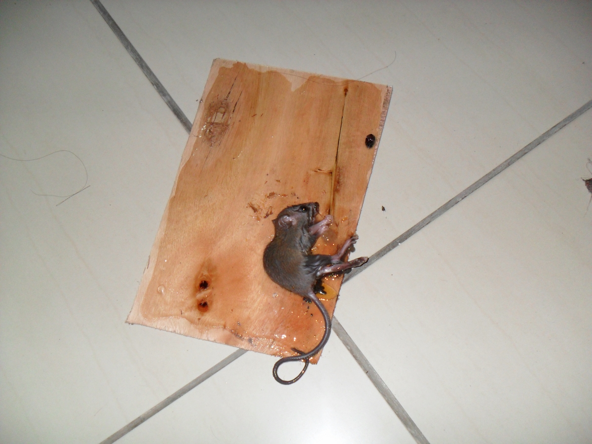 6 tác hại của chuột cần lưu ý trong tháng 11/2015