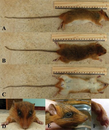 Công bố loài chuột cây mới được phát hiện ở Sơn La