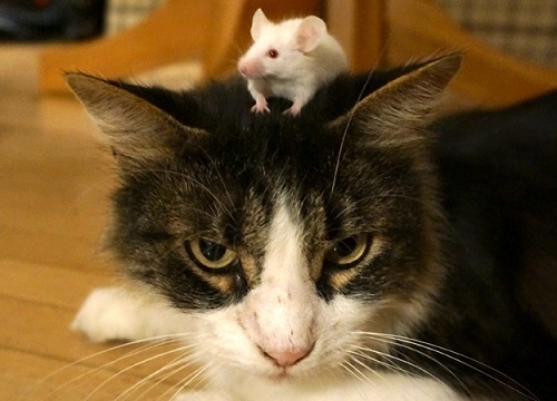 Loài chuột không sợ mèo khi bị nhiễm ký sinh trùng Toxoplasma gondii