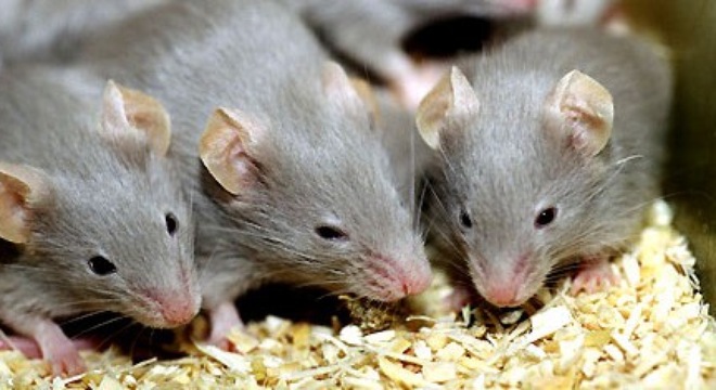 Chuột lan truyền bệnh tật - chuột có hại cho sức khỏe