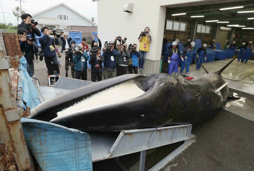 Người dân quan sát cá voi tại một cảng ở Kushiro, Hokkaido, Nhật Bản