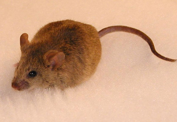 Diệt chuột giá rẻ, ca dao tục ngữ rất nhiều về loài chuột năm 2015