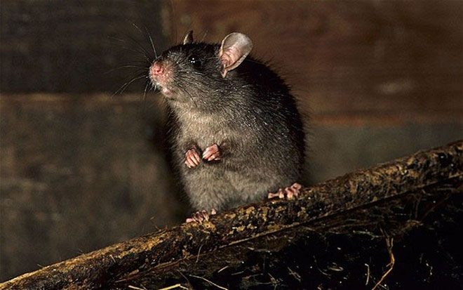 Tiêu diệt toàn bộ chuột tại hòn đảo tại New Zealand