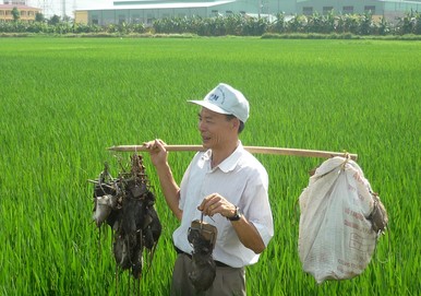 diet chuot o dong ruong