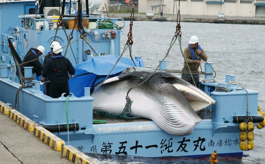 Hình ảnh cá voi được đưa vào một cảng ở Kushiro, Hokkaido, Nhật Bản