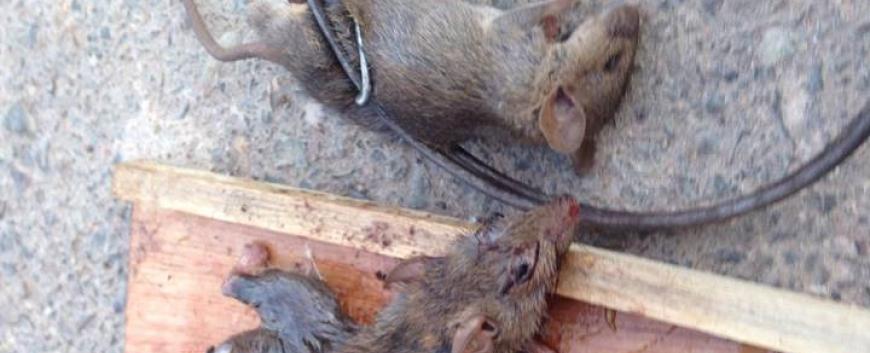 Động vật chuột với tác hại khủng khiếp năm 2016