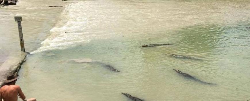 Khúc sông East Alligator tử thần nơi cá sấu lúc nhúc rình đoạt mạng người