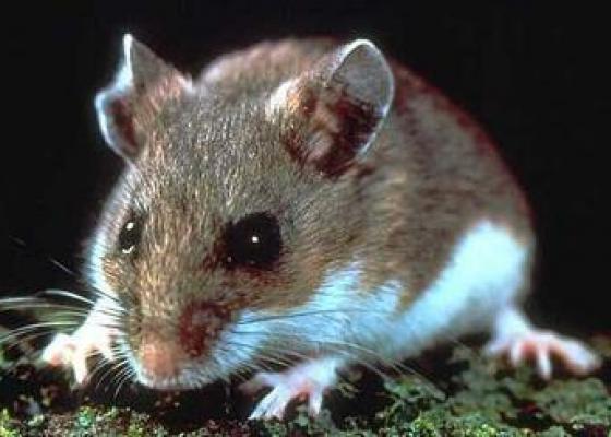 Giới thiệu 9 cách diệt chuột hữu hiệu nhất