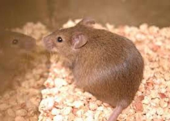 Loài chuột mài răng, chuột gặm vật cứng, diệt chuột giá rẻ năm 2015
