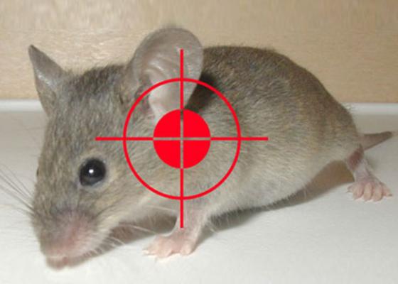 Diệt chuột, Công ty diệt chuột