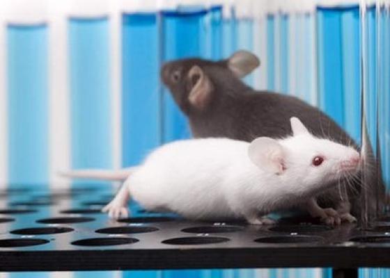Cấy thành công ký ức giả vào não chuột là bước tiến 2015