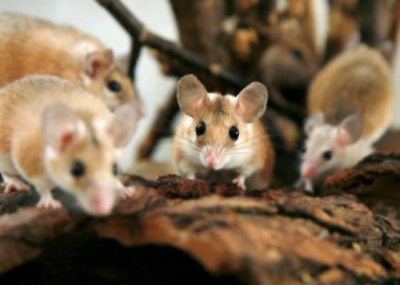 Tập tính tàn phá lúa của loài chuột, diệt chuột giá rẻ năm 2015