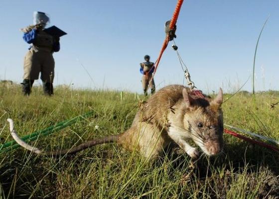Dùng con chuột túi Gambia khổng lồ để rà phá bom mìn