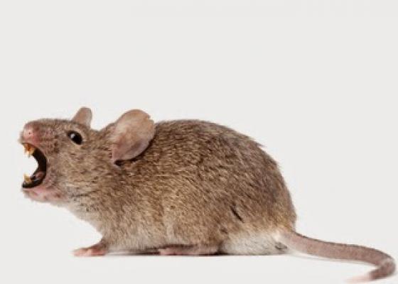Có 4 yếu tố ảnh hưởng đến sự phát triển của loài chuột
