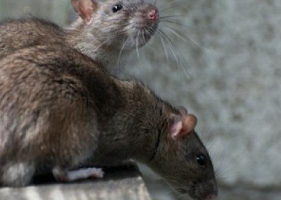 Sốt Soduku do chuột cắn và cách diệt chuột