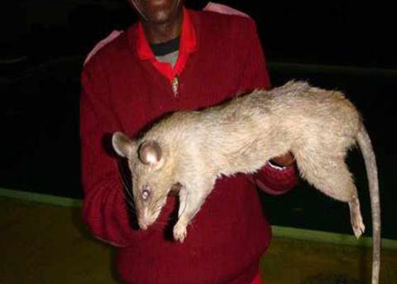 Loại chuột khổng lồ đe dọa đối với nhiều người nghèo ở Nam Phi