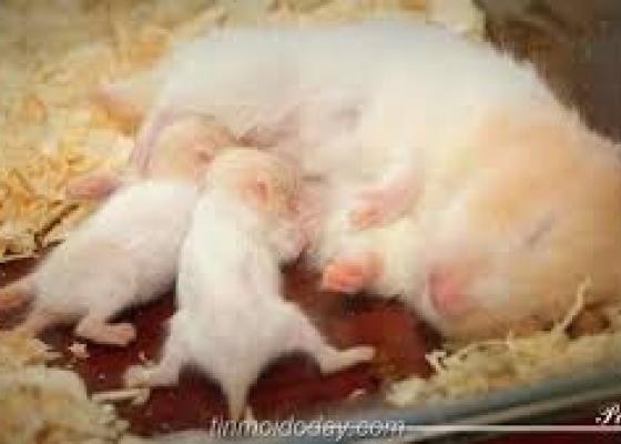 Chuột nhắt, chuột nhắt sinh sản, diệt chuột nhắt giá rẻ năm 2015