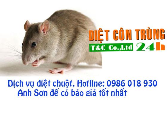 Chuột và chuột nhắt hy sinh của chuột vì con người