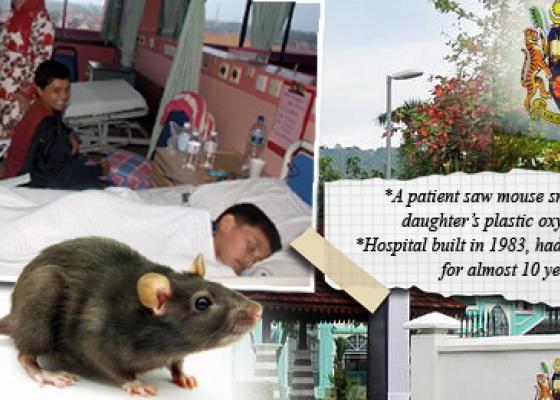 Dịch vụ diệt chuột cho bệnh viện, trường dạy nghề, trường học