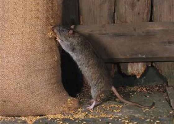 Diệt chuột dùng phương pháp diệt hóa chất và thủ công