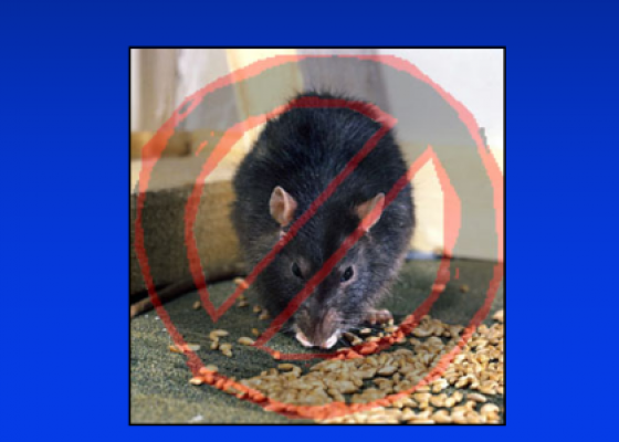 Hóa chất diệt chuột là gì, diệt chuột cần hóa chất diệt chuột