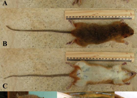 Công bố loài chuột cây mới được phát hiện ở Sơn La