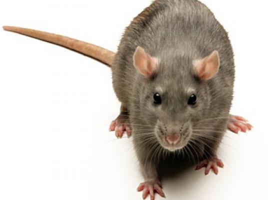Thông tin loài chuột là loài vật ăn lắm đẻ nhiều