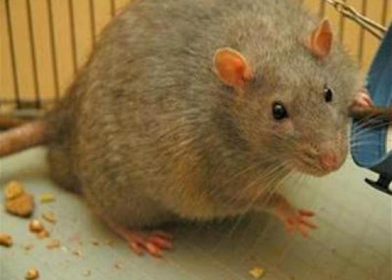 Thông tin loài chuột gặm nhấm, dịch vụ diệt chuột giá rẻ năm 2015