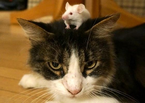 Loài chuột không sợ mèo khi bị nhiễm ký sinh trùng Toxoplasma gondii