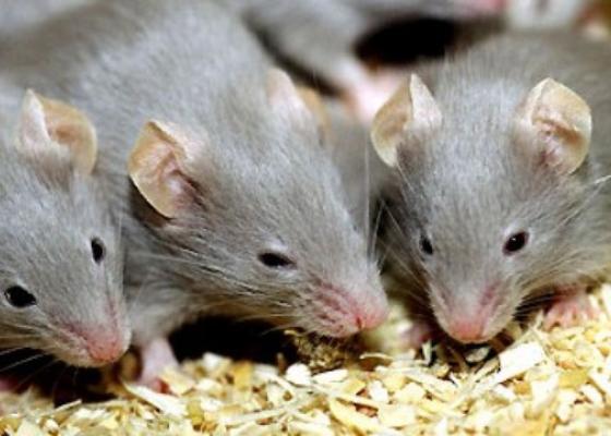 Chuột lan truyền bệnh tật - chuột có hại cho sức khỏe
