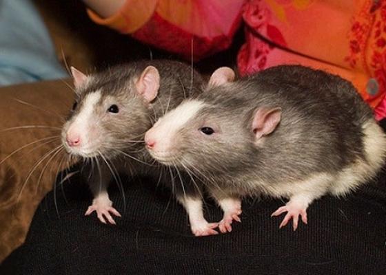 Huấn luyện chuột cho chúng tìm ra ma túy và thuốc nổ năm 2015