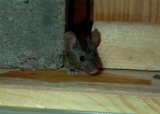 Loài chuột lai có khả năng đề kháng với thuốc diệt chuột