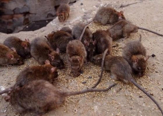 Phương án phòng trừ chuột, diệt chuột tháng 09, 2015